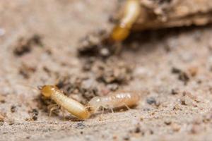 termites, photo en gros plan