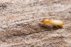 termite, photo en gros plan