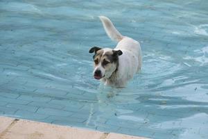 un chien errant nage dans une piscine photo