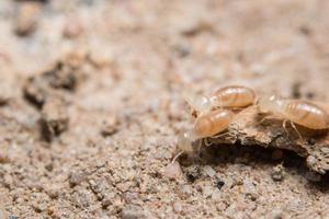 termites, photo en gros plan