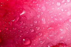 gouttes d'eau sur les pétales de fleurs photo