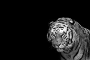 tigre de cirque prêt à attaquer en vous regardant