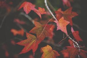 feuilles d'érable en automne photo