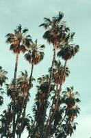 palmiers pendant la journée photo
