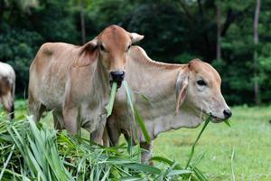 vaches mangeant des plantes photo