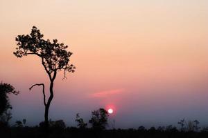 coucher de soleil avec une silhouette d'arbres