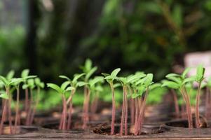 semis dans un bac de plantation photo