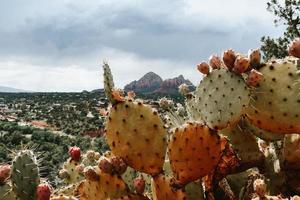 vue de cactus dans le désert photo