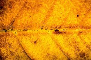 motif de feuille jaune photo