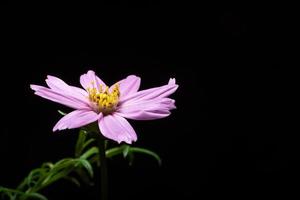 fleur rose sur fond noir photo