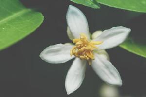 fond de fleur sombre photo