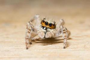 araignée sur un bureau en bois, photo en gros plan
