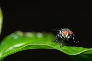 voler sur une feuille photo