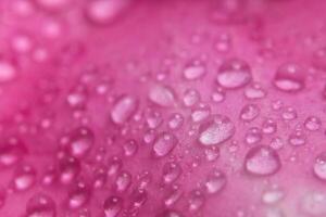 gouttelettes d'eau sur les pétales d'une rose rose photo