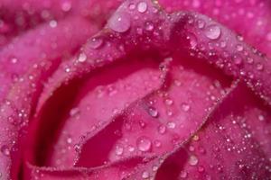 gouttes d'eau sur les pétales de rose photo