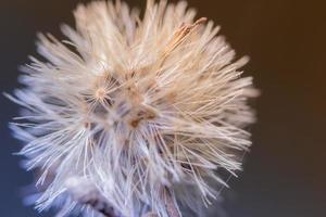 fleurs sauvages sur fond marron photo