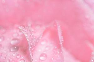 gouttes d'eau sur les pétales de rose photo