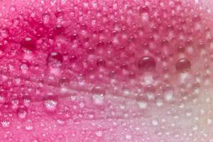 gouttelettes d'eau sur les pétales d'une rose rose photo