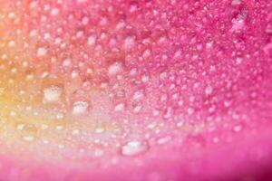 gouttelettes d'eau sur les pétales d'une rose rose photo