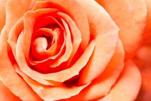 fond rose orange photo