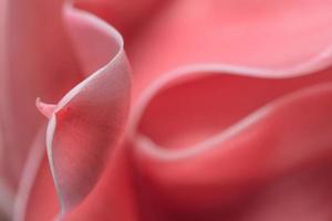 gros plan de pétales de fleur rose photo