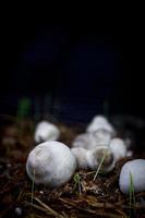 champignons blancs dans une forêt sombre photo