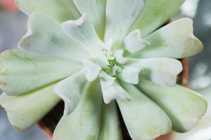 plante succulente, vue d'en haut photo