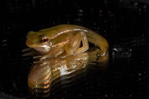 grenouille sur fond noir photo