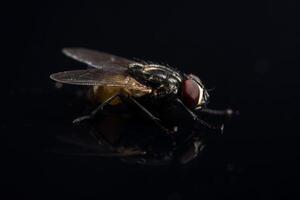 Diptera fly close-up photo