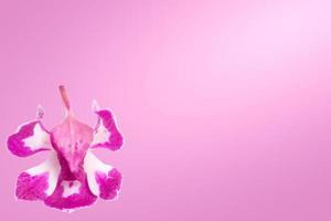 fleur d'orchidée sur fond rose photo