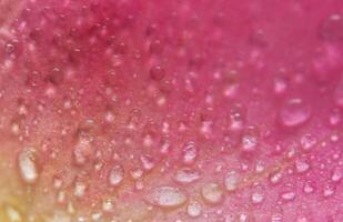 gouttelettes d'eau sur les pétales d'une rose rose photo