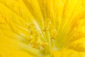 gros plan de fleur de citrouille jaune photo