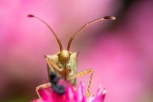 punaises assassin brun sur une fleur photo