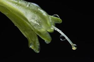 gouttelettes d'eau sur les pétales de fleurs photo