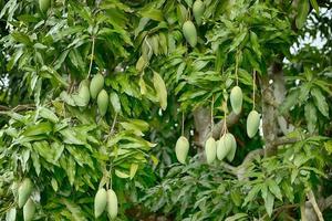 fruits de mangue sur l'arbre photo