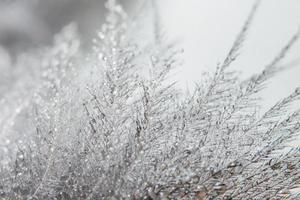 gouttes d'eau sur une plume photo