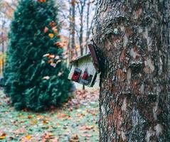 nichoir sur un arbre photo