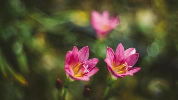 mise au point sélective de lys zephyranthes rose .fleurs de printemps de lis de pluie rose sur fond flou de nature floue