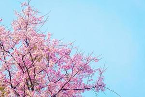 arbre fleur de cerisier