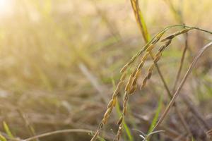 gros plan, de, herbe sauvage photo