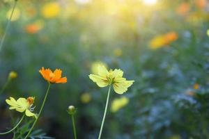 cosmos jaune et orange photo