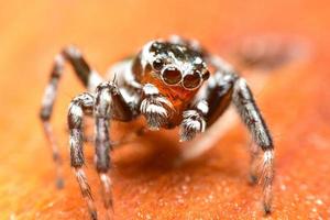 Fermer les bâtons d'araignée sauteuse noire sur la feuille d'érable photo