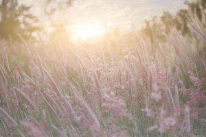 herbe sauvage pendant l'heure d'or photo