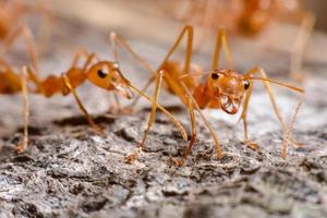 deux fourmis rouges photo