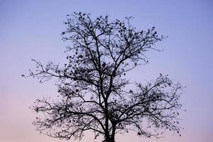 silhouette d'un arbre au coucher du soleil photo