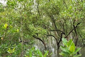 forêt de mangrove en Thaïlande photo