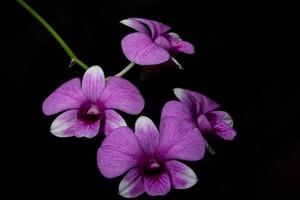 gros plan d'orchidée rose
