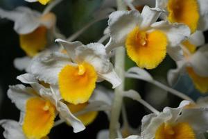fleurs d'orchidées blanches et jaunes
