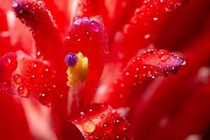 gouttes d'eau sur une fleur photo