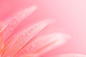 gouttes d'eau sur gerbera rose photo